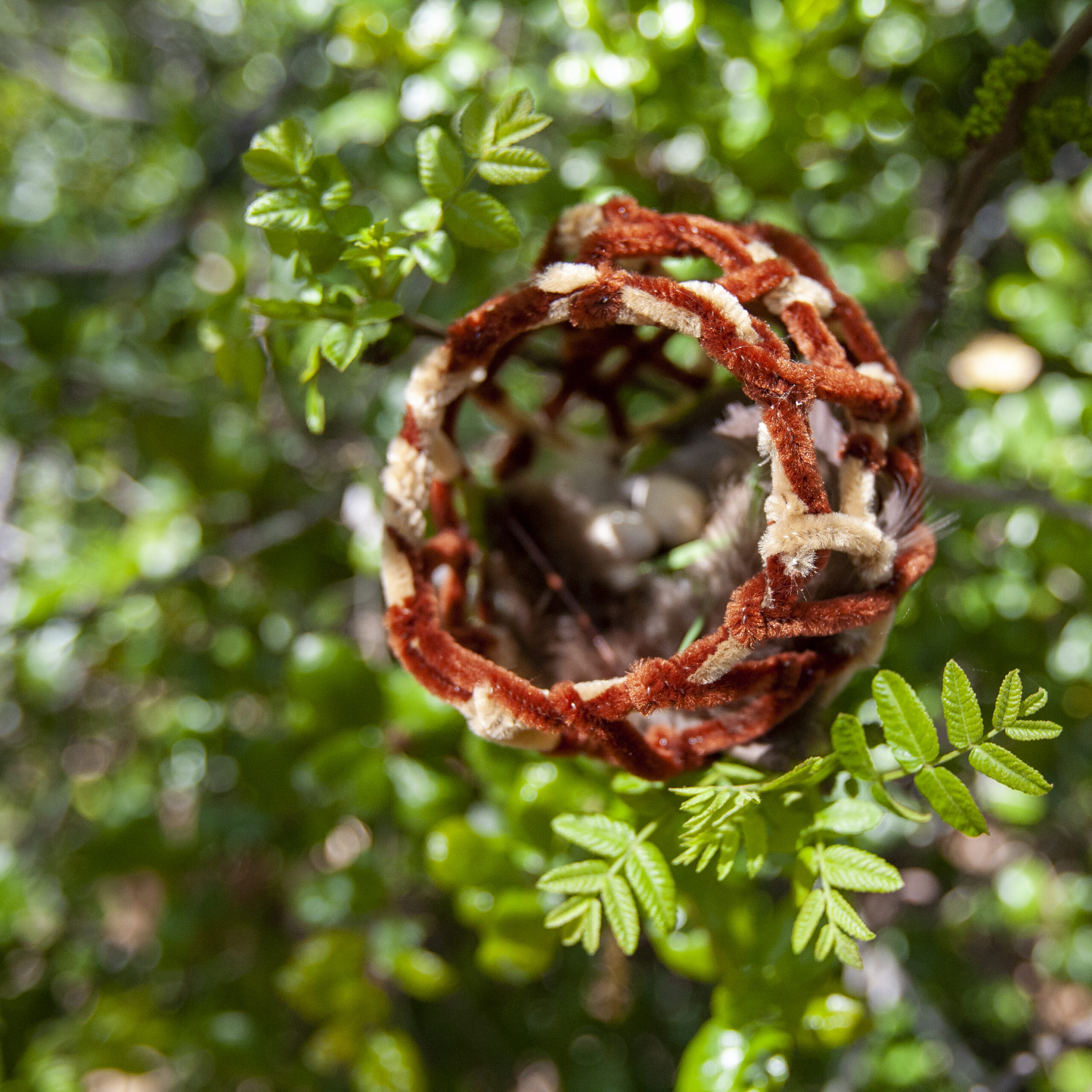 Being Weaver Birds: A Nest Making Activity