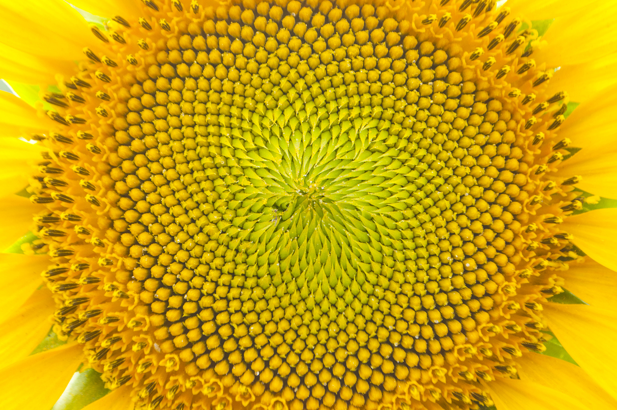 Math and Nature in Harmony: Fibonacci
