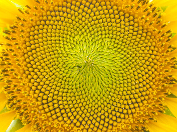 Math and Nature in Harmony: Fibonacci
